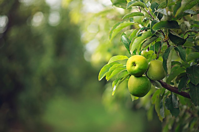 Plantagen statt Kampagnen.
